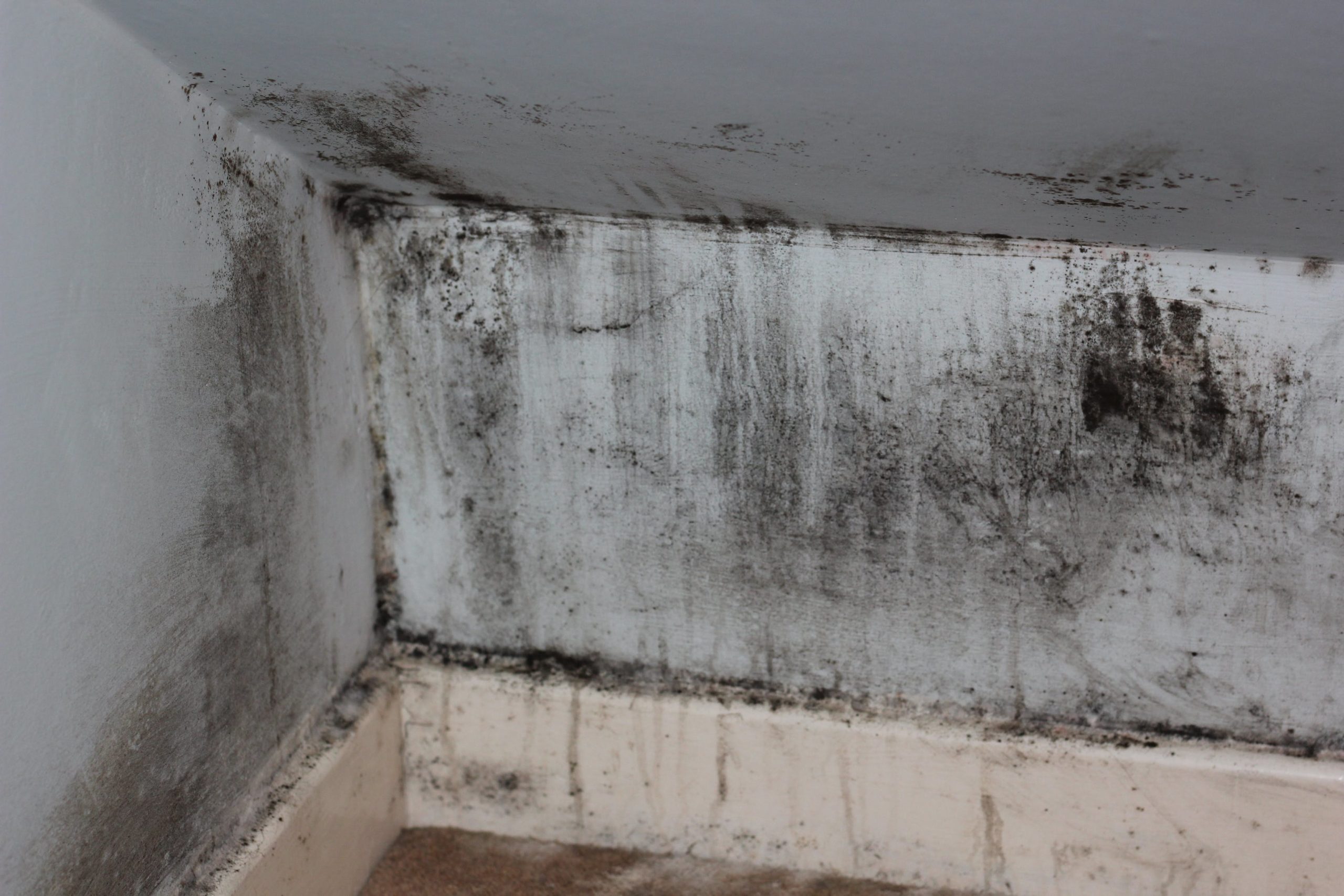 mould growth after water damage to residential property