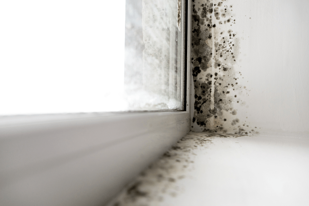 Black mould appearing on the window frame inside