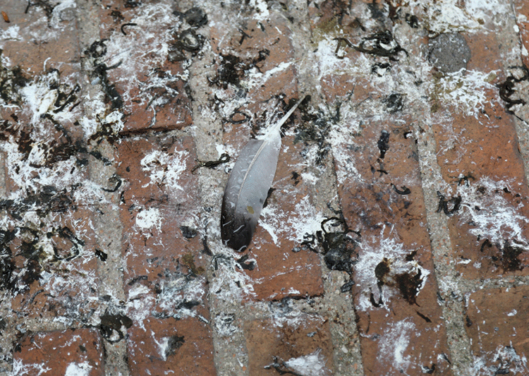 Bird or Pigeon Guano on Building Facade