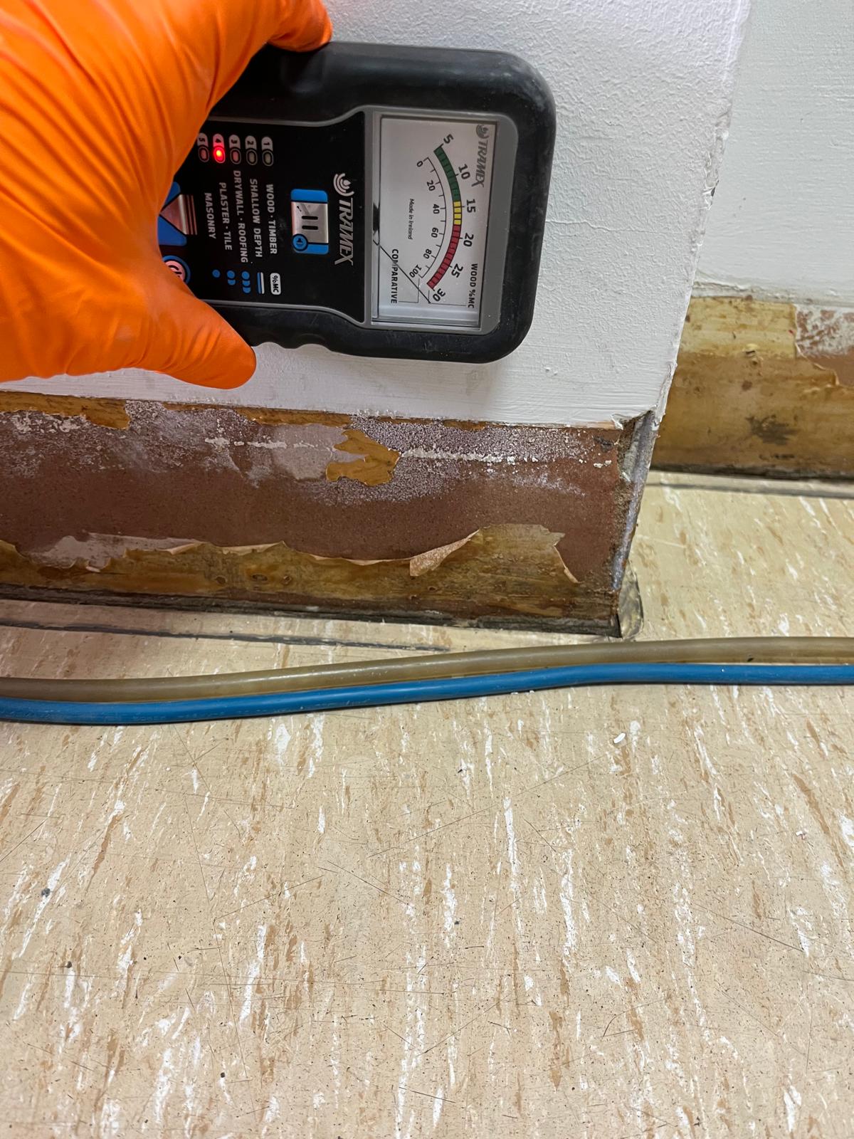 BDMA Senior Technician carrying out moisture survey